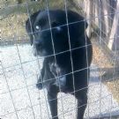 pluto, cane da tartufo...era bravo ma a 3 anni è diventato cieco ed è finito in canile!!