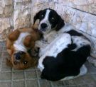 aiuto! a brindisi hanno bruciato dei cani: servono stalli x gli altri!