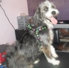 gioia, mix lagottina 1 anno e mezzo...adozione fallita...torna in canile!!