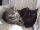 gino e delia stupenda coppia di mici rimasti senza mamma umana!!!