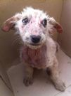 mordicchio...se questo è un cucciolo!! aiuto urgente!! anche solo 1 e uro