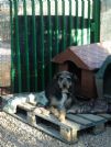 romeo dolcissimo da 2 anni vive recluso in un box