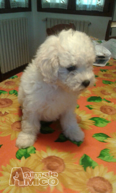 havanese prezzo vendita cucciolo bichon da privato a treviso cani bichon in vendita cucciolo bichon havanese prezzo vendita cucciolo bichon da privato a treviso cani bichon in vendita cucciolo bichon