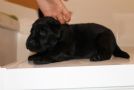 bellissima cucciolata di labrador retriever con pedigree