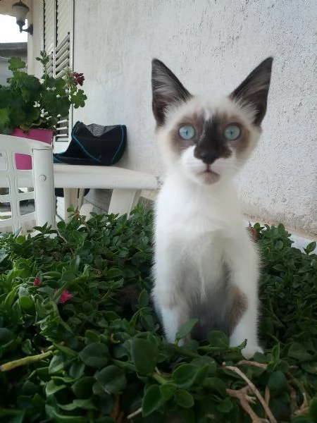 gattina 3 mesi occhi azzurri similragdoll | Foto 2