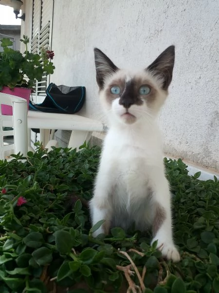 gattina 3 mesi occhi azzurri similragdoll