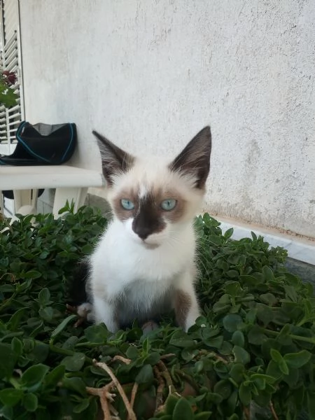 gattina 3 mesi occhi azzurri similragdoll | Foto 1
