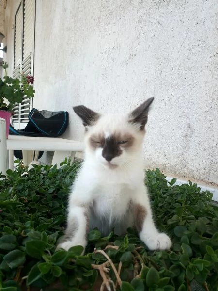 gattina 3 mesi occhi azzurri similragdoll | Foto 0