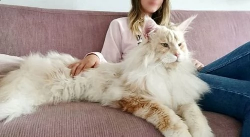 Caratteristiche del Maine Coon