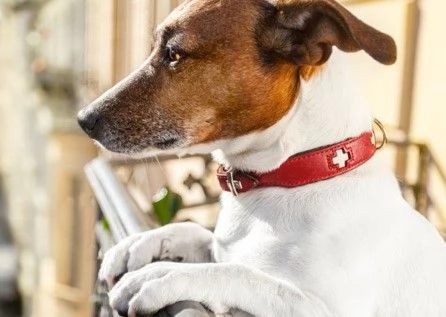 Verona multe fino a 500 euro per chi lascia il cane sul balcone