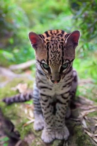 Nato un cucciolo di Ocelot