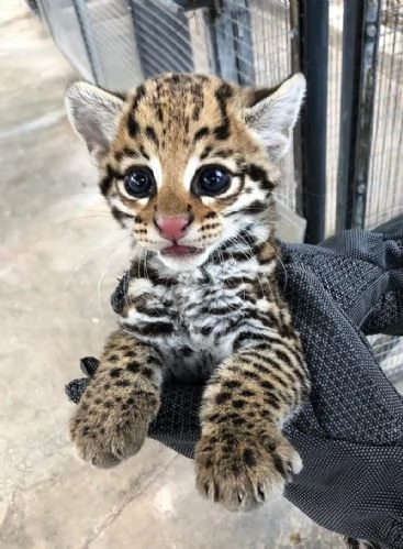 Nato un cucciolo di Ocelot