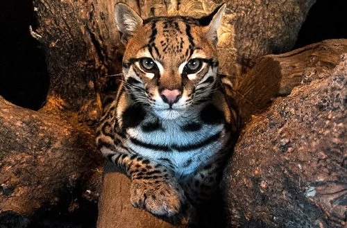 Nato un cucciolo di Ocelot