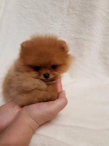 Cuccioli toy