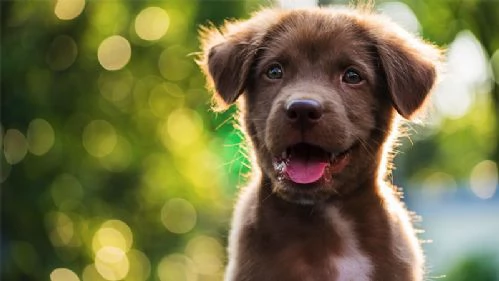 Un cane per la tua salute!