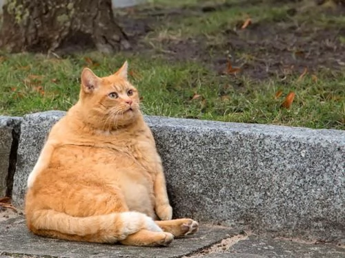 Obesità nei gatti