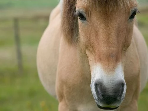 Come prendersi cura di un cavallo