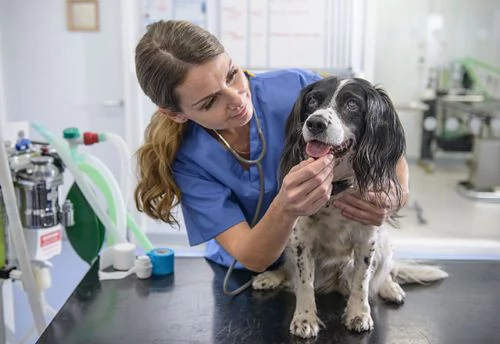 Bonus animali domestici 2022, previsti fino a 550 euro senza Isee