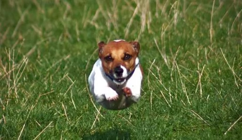 Jack Russel ottimo cane da compagnia