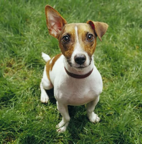 Jack Russel ottimo cane da compagnia