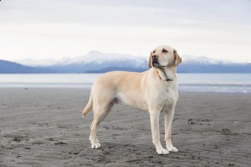 Cosa sapere sul Labrador Retriever