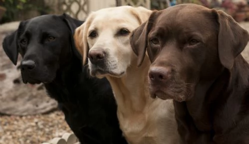 Cosa sapere sul Labrador Retriever