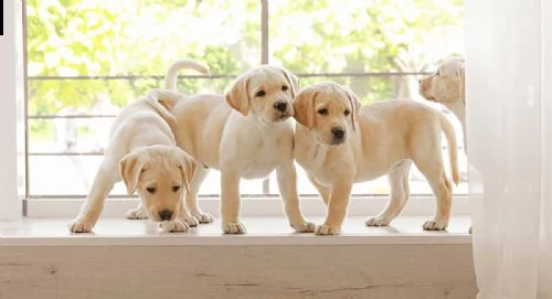 Cosa sapere sul Labrador Retriever