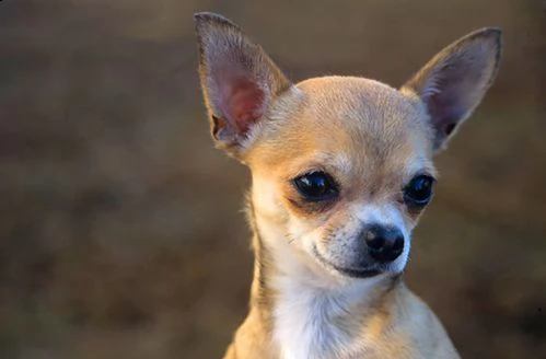 Chihuahua carattere, salute e prezzo