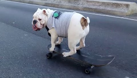 Il bulldog skater