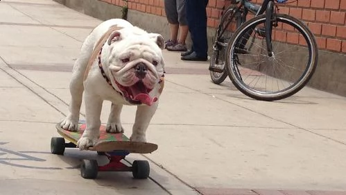 Il bulldog skater