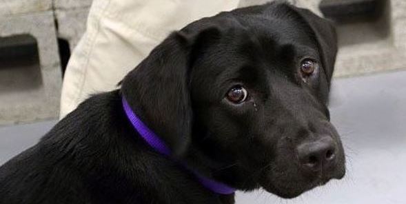 cucciolo labrador nero