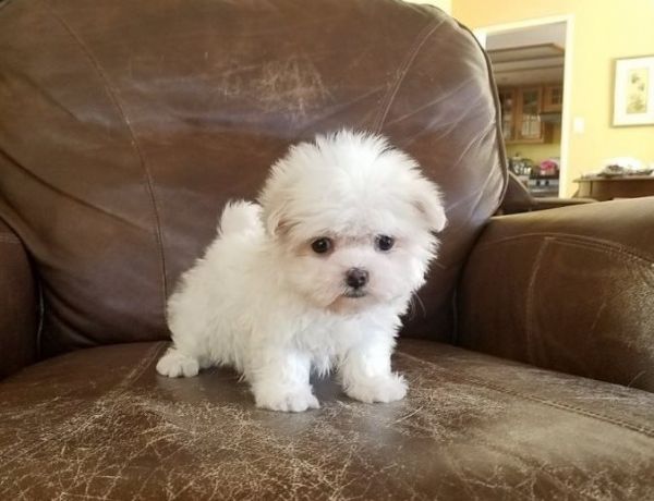 maltese mini toy