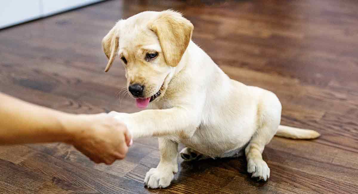 adotta cucciolo labrador