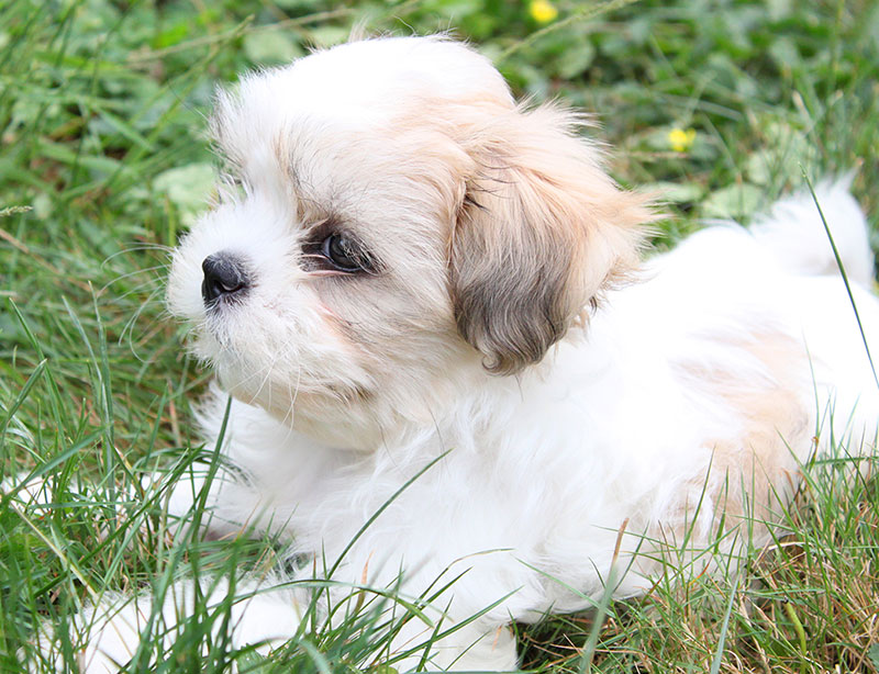 Shih tzu cuccioli mini toy