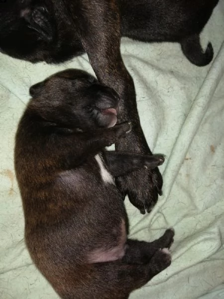 disponibili cuccioli di staffordshire bull terrier