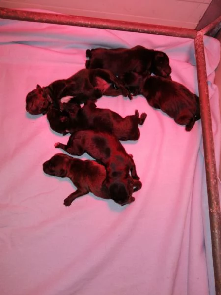 disponibili cuccioli di staffordshire bull terrier | Foto 3