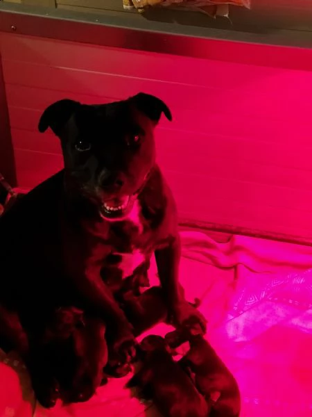 disponibili cuccioli di staffordshire bull terrier | Foto 2