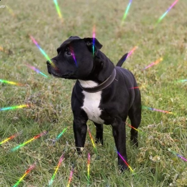 disponibili cuccioli di staffordshire bull terrier | Foto 1
