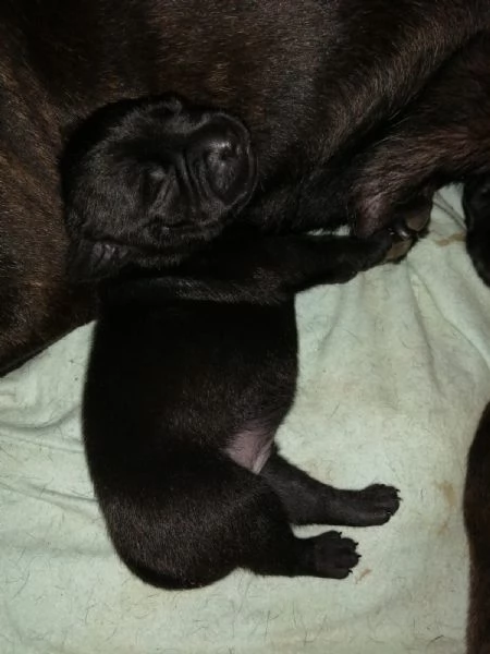 disponibili cuccioli di staffordshire bull terrier | Foto 0