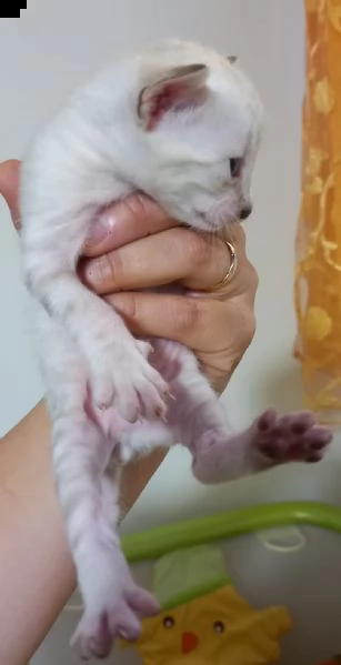 si prenotano bellissimi cuccioli bengala snow | Foto 3