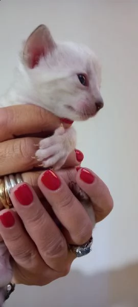 si prenotano bellissimi cuccioli bengala snow | Foto 2