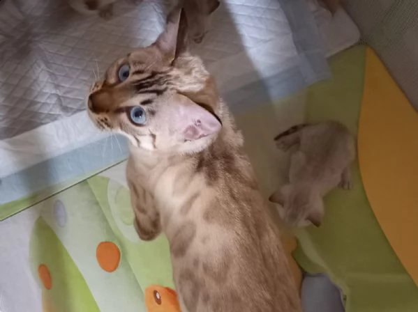 si prenotano bellissimi cuccioli bengala snow | Foto 1