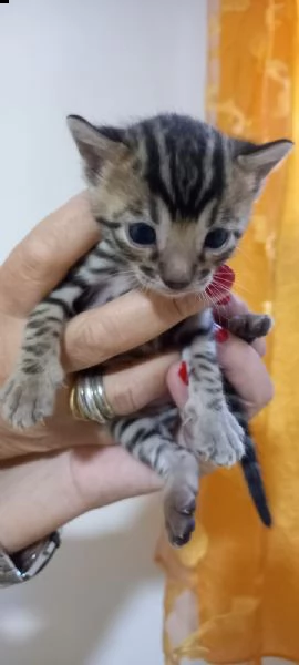 si prenotano bellissimi cuccioli bengala snow | Foto 0
