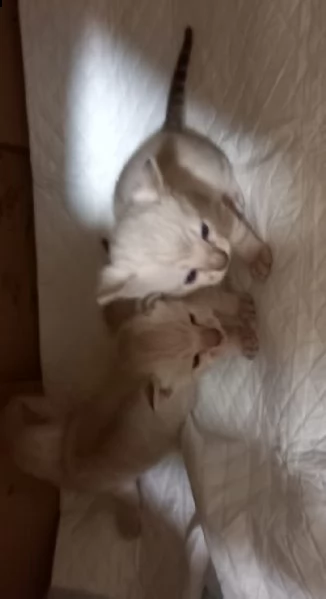 si prenotano bellissimi cuccioli bengala snow