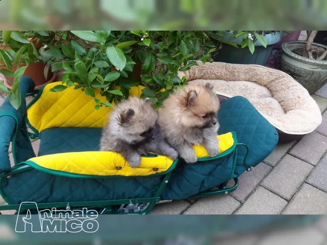 pura razza pomerania pedigree cuccioli in vendita | Foto 0