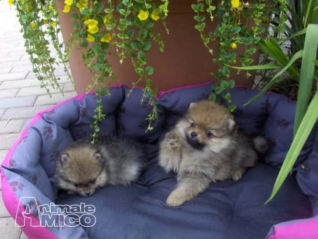 pura razza pomerania pedigree cuccioli in vendita