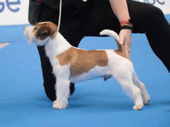 Cuccioli Jack Russell Pedigree ROI | Foto 3