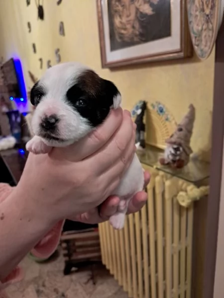 Cuccioli Jack Russell Terrier  alta genealogia Pedigree ROI 