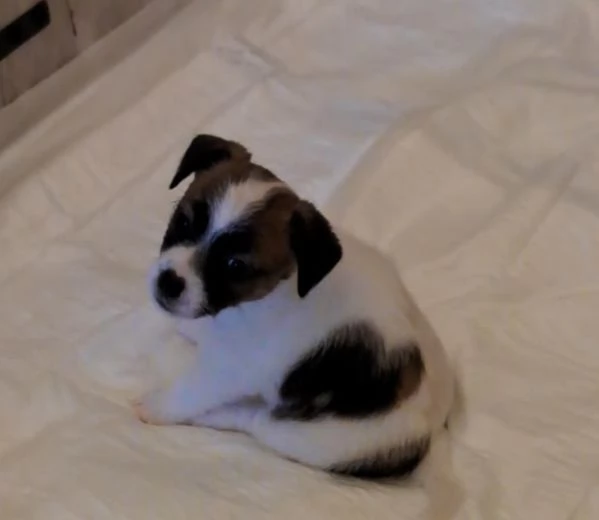 Cuccioli Jack Russell PER SETTEMBRE  | Foto 2