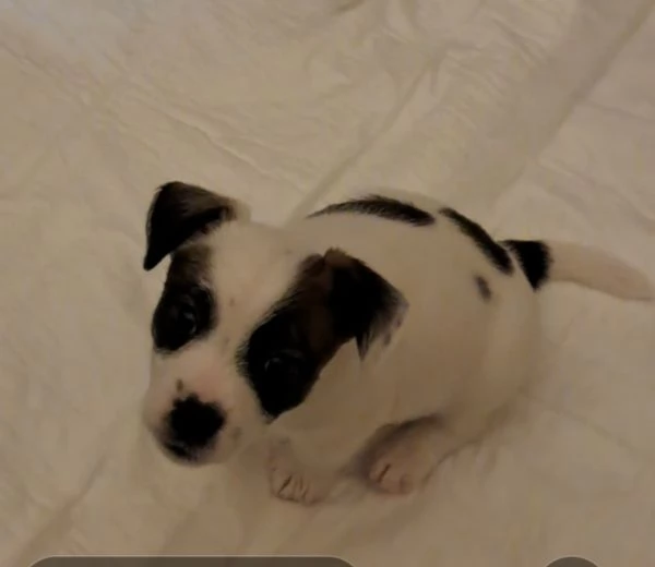 Cuccioli Jack Russell PER SETTEMBRE  | Foto 1